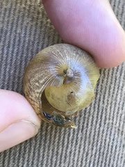 Helminthoglypta nickliniana