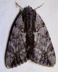 Catocala insolabilis