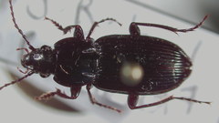 Pterostichus mutus