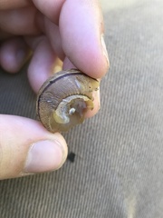 Helminthoglypta nickliniana