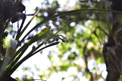 Cuitlauzina egertonii