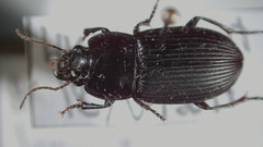 Anisodactylus harrisii