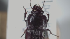 Anisodactylus harrisii