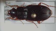 Harpalus erythropus