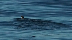 Synthliboramphus antiquus