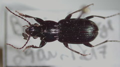 Pterostichus luctuosus