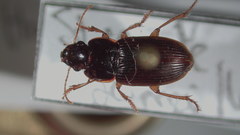 Harpalus megacephalus