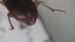 Harpalus megacephalus