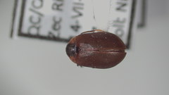 Ectopria nervosa
