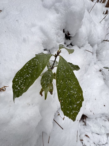 Quercus glauca iNat (1)