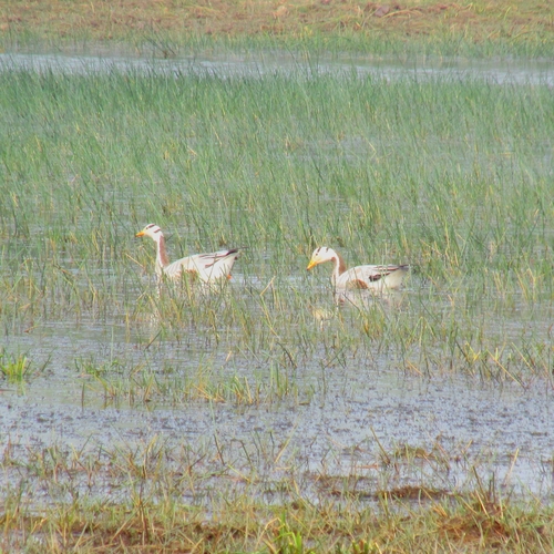 Bar-headed Goose