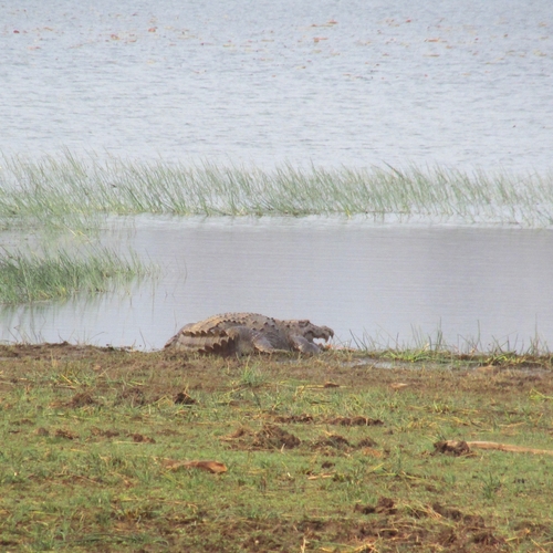 Mugger Crocodile