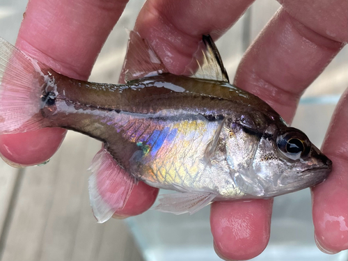 Amboina cardinalfish (Fibramia amboinensis) — Apogonidae — 3