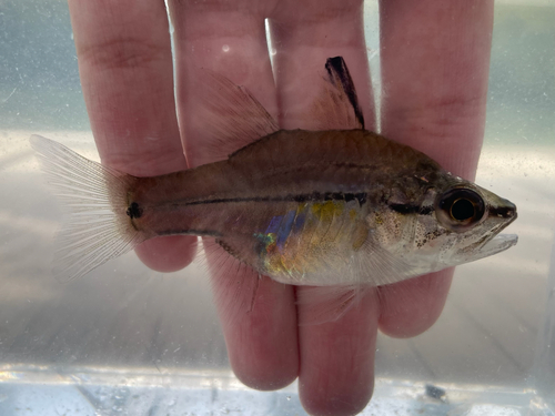 Amboina cardinalfish (Fibramia amboinensis) — Apogonidae — 5