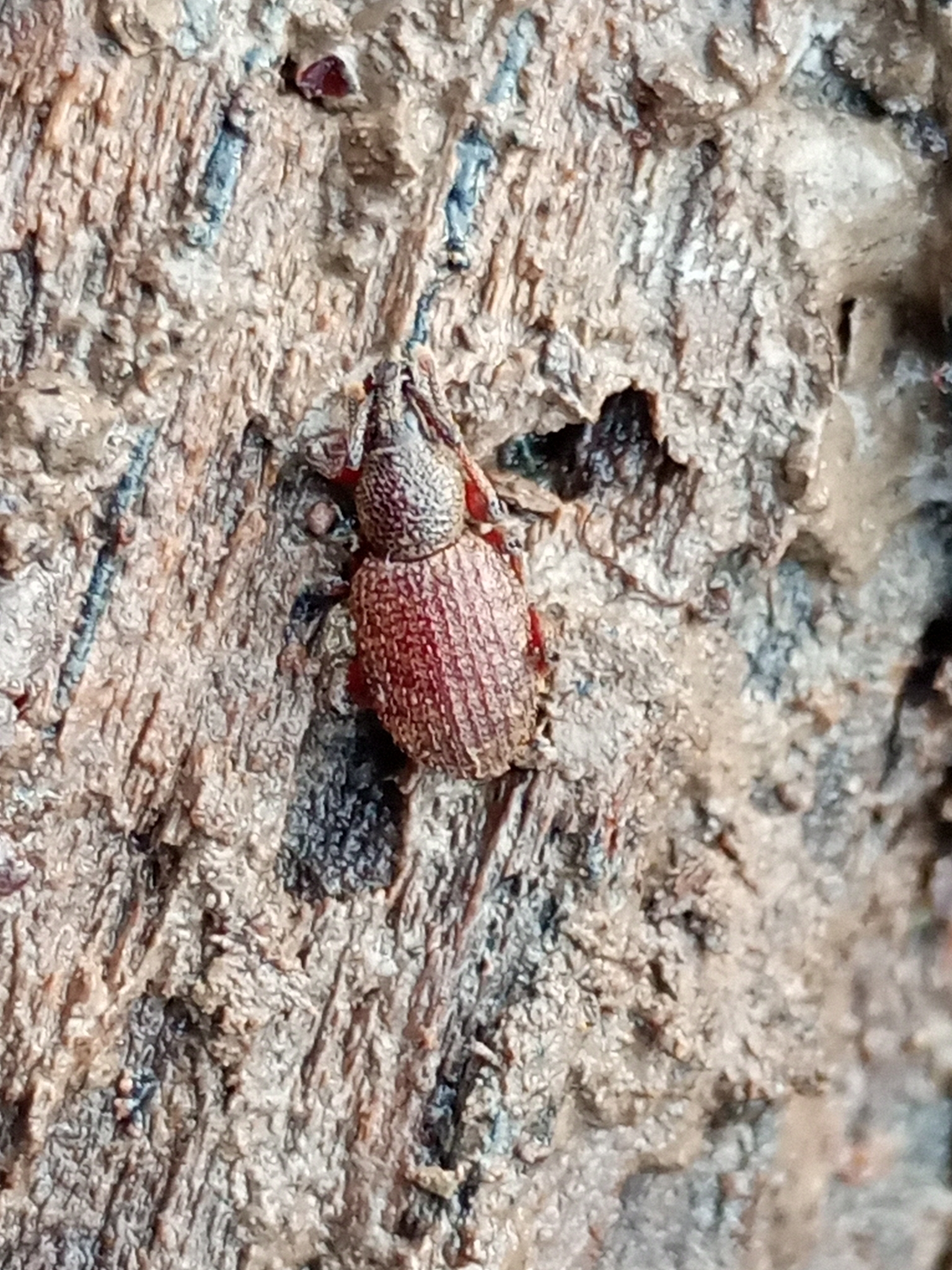 Otiorhynchus singularis