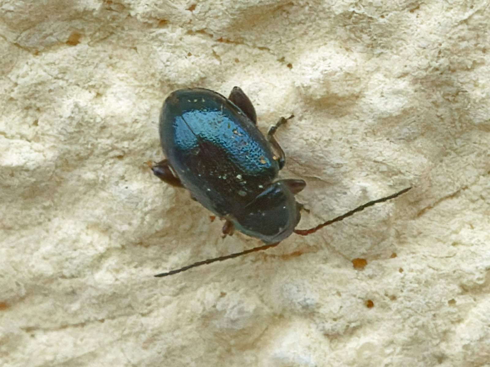 Aphthona nonstriata