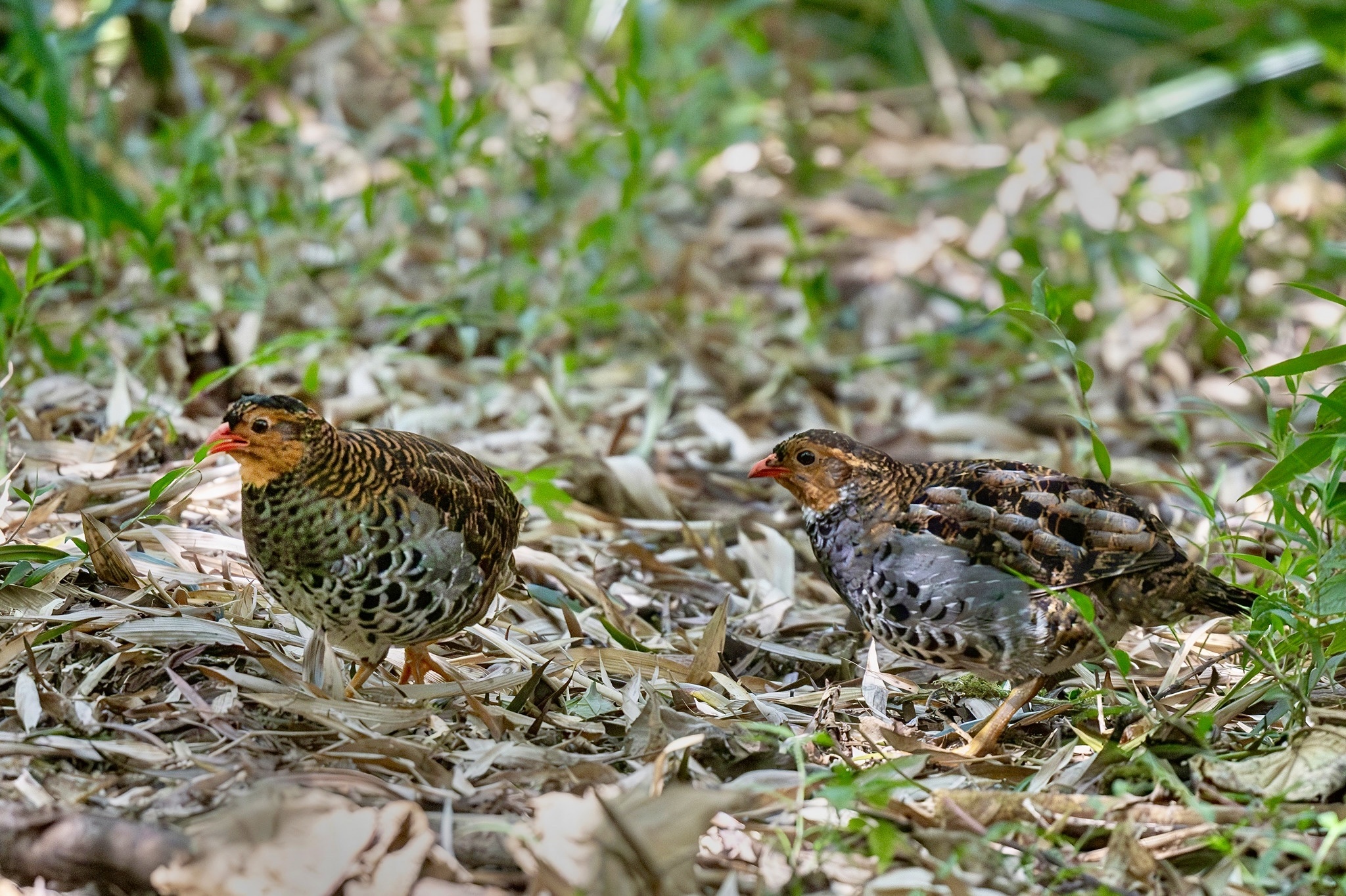 Udzungwa Forest Partridge (Xenoperdix udzungwensis), photo 2