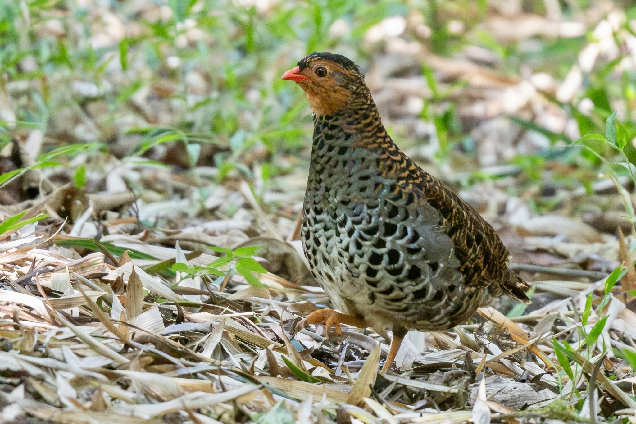 Udzungwa Forest Partridge (Xenoperdix udzungwensis), photo 1