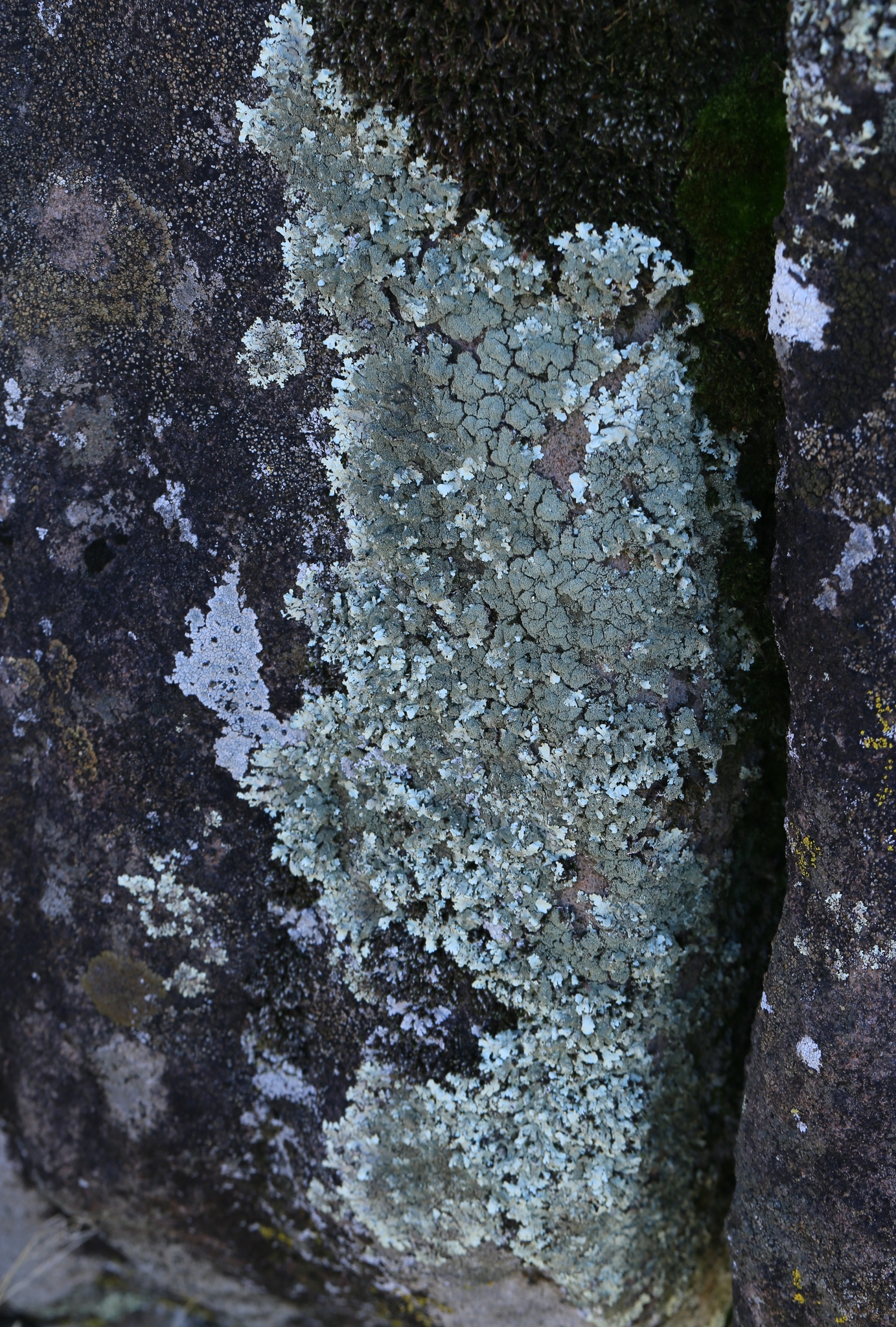 Xanthoparmelia image