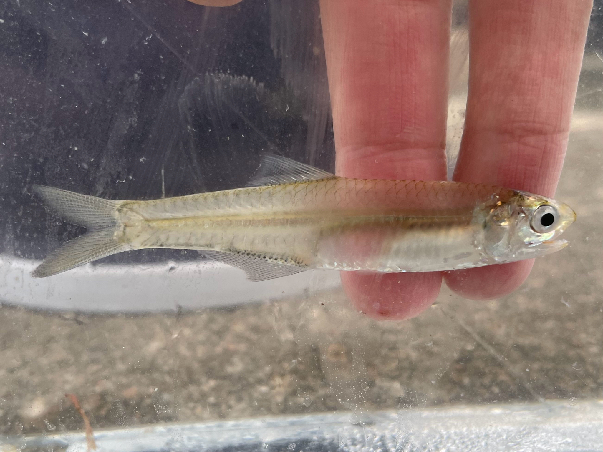 Oceanic Anchovy photo 5