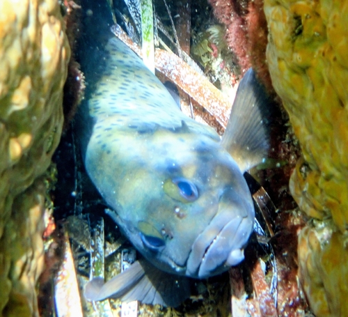 Western wirrah (Acanthistius serratus) — Serranidae