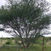 Acacia laeta