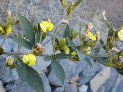 Le Pois Cajan (Cajanus cajan)