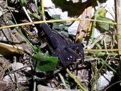 Centruroides caribbeanus