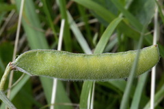 Lathyrus odoratus