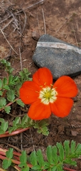 Hypseocharis pimpinellifolia