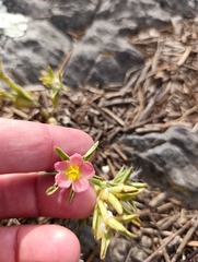 Portulaca cryptopetala, photograph (c) Mateo Peña, some rights reserved (CC BY)