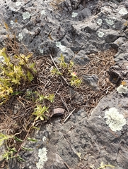 Portulaca cryptopetala, photograph (c) Mateo Peña, some rights reserved (CC BY)