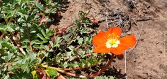 Hypseocharis pimpinellifolia