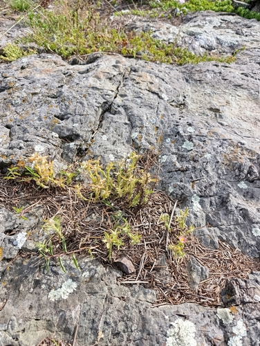Portulaca cryptopetala, photograph 6