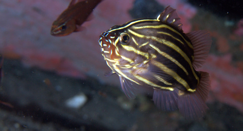 Black and white striped soapfish (Grammistes sexlineatus) — Serranidae — 3