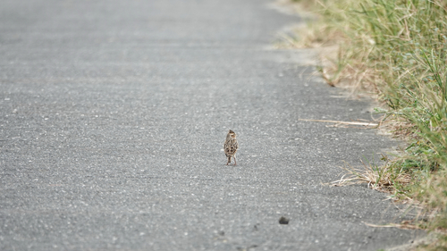 Oriental Skylark (Alauda gulgula), photo 4