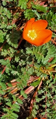 Hypseocharis pimpinellifolia