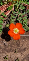 Hypseocharis pimpinellifolia