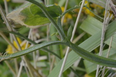 Lathyrus odoratus