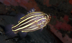 Goldenstriped Soapfish photo 2