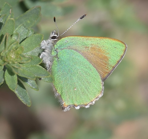 Lotus Hairstreak photo 5