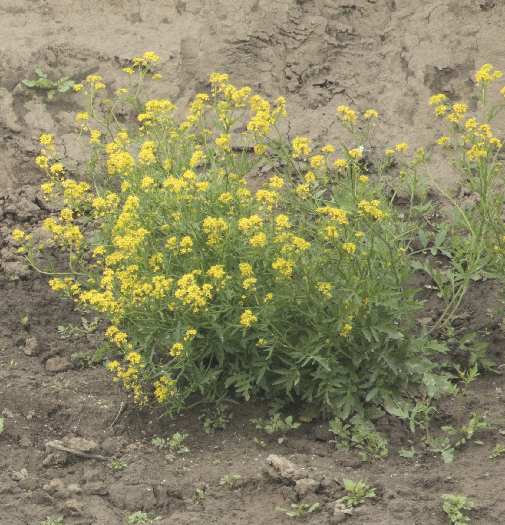 Creeping Yellowcress (Rorippa sylvestris)