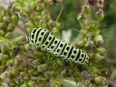Papilio brevicauda