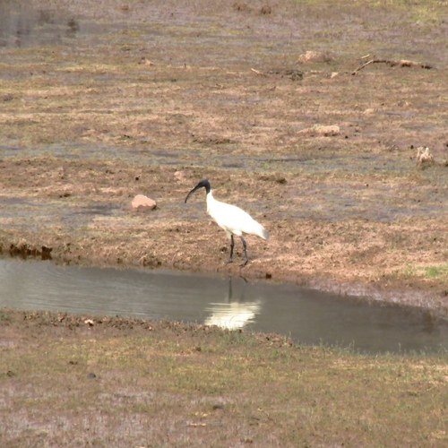 Black-headed Ibis