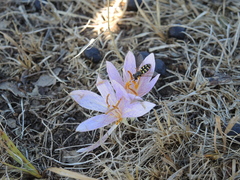 Colchicum bivonae