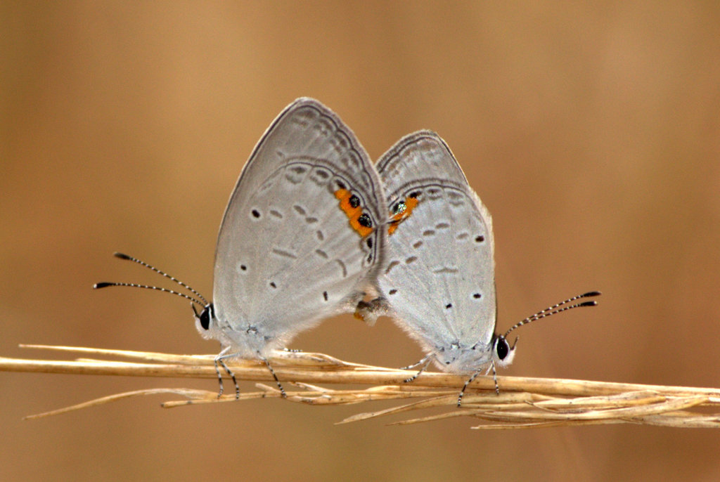 Cupido lacturnus