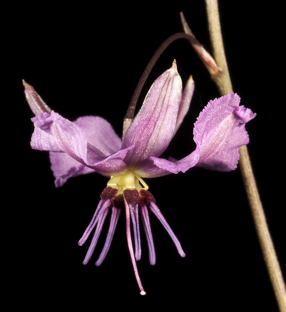 Dichopogon preissii