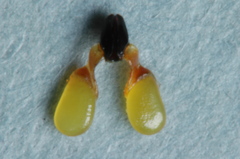 Araujia stuckertiana