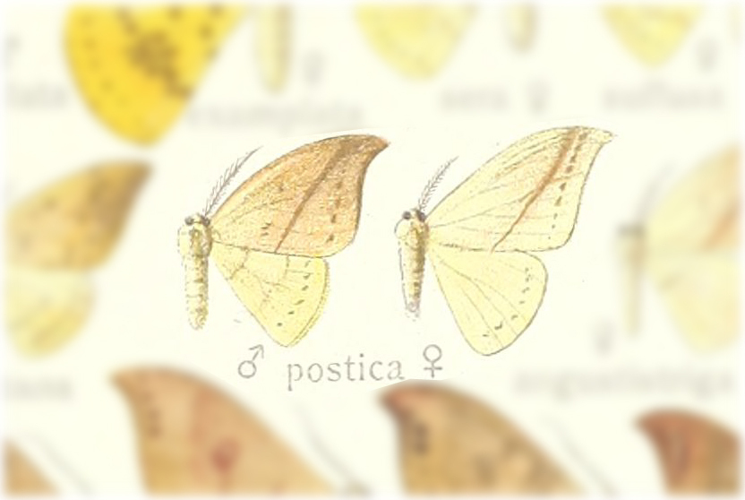 Tridrepana postica