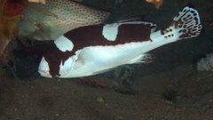 Plectorhinchus pica
